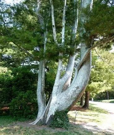 四季常青又耐寒的树