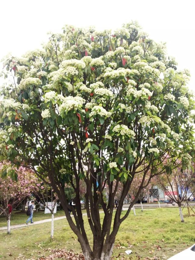 石楠为啥这么流行？石楠花又腥又臭，为何还大面积种？有替代的吗