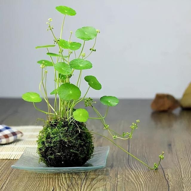 铜钱草的“蜕变”，17岁姑娘将它养在罐头里，抬头见笑脸，真治愈