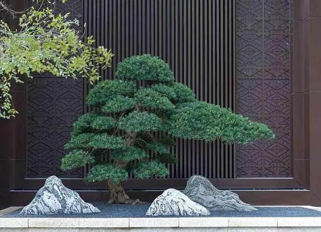 喜欢松树在园林景观设计中的点滴寓意