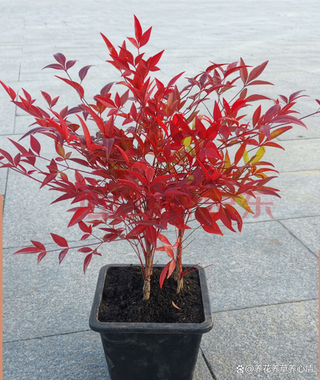 再有钱也不要养5种花，“买花一时爽，养花火葬场”，经验之谈