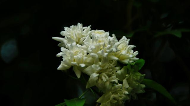 喜欢花吗？想在家里养花吗？建议种植这一种