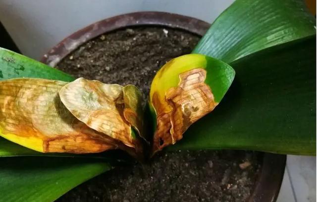 温度高，8种花再旱也“不能喷水”，不是唬人，都是花钱买的教训