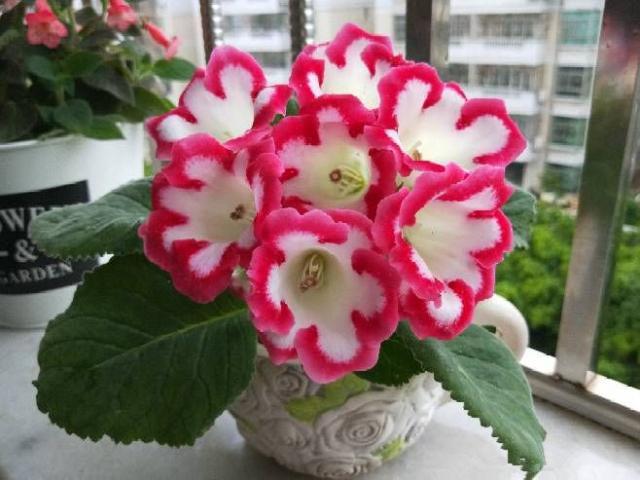 2种花天生怕晒“太阳”，再喜欢也别晒，否则叶黄、不开花