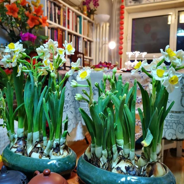 5种花难复花，别再期待了，都是些“一次性花”，介意就不要养