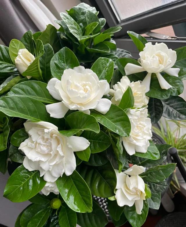 这5种花很难养活，商家夸得再好听也别买，不然吃亏的是自己