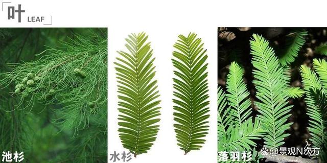 景观绿化中易混淆的植物品种。还在傻傻分不清吗