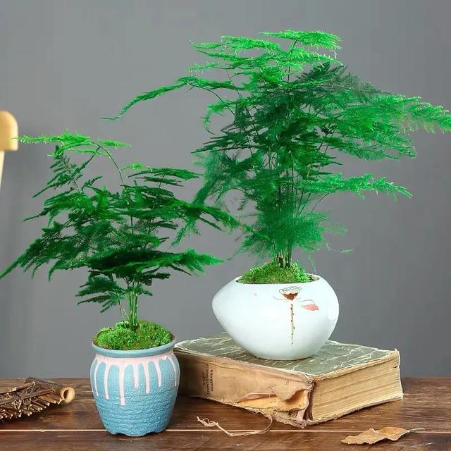 夏天多雨水，这5种花快搬出去，淋淋雨更健康