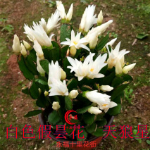 蟹爪兰夏季叶片发黄变软，是你没打开正确度夏方式，4点了解一下