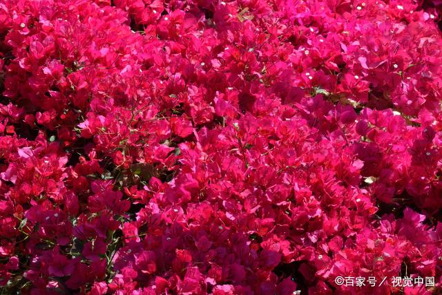 红花檵木的养殖方法和注意事项