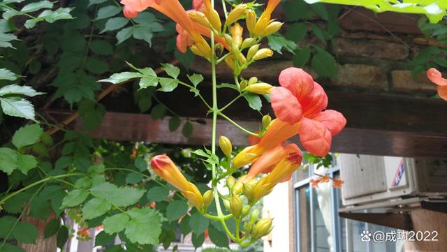 家乡美景风光秀：衡阳市南湖公园凌霄花绚丽绽放，灿烂夺目