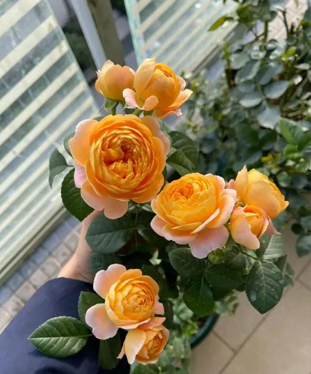 4种花适合阳台养，鲜艳又大气，浇点水就能开爆盆，太漂亮了