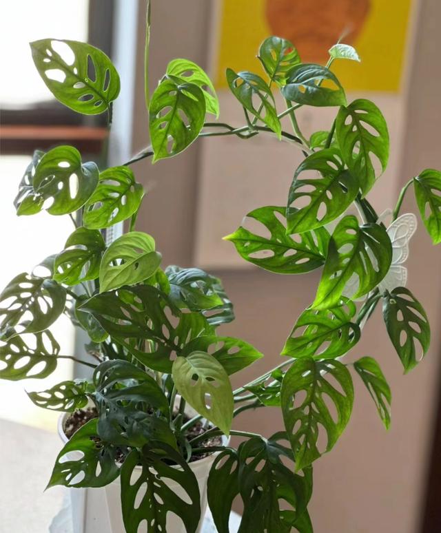 卫生间“臭烘烘”？养这5种“吸臭花”，臭气吸光，又美又健康