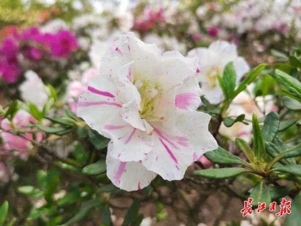 武汉“春赏花”切入杜鹃花海频道
