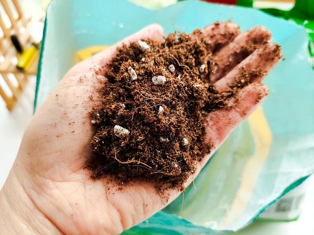 为什么养“蓝雪花”越来越少？这3大槽点，就是大家脱坑的理由