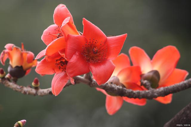 7种花“太不吉利”，再喜欢也别往家里放，赶紧搬出去！