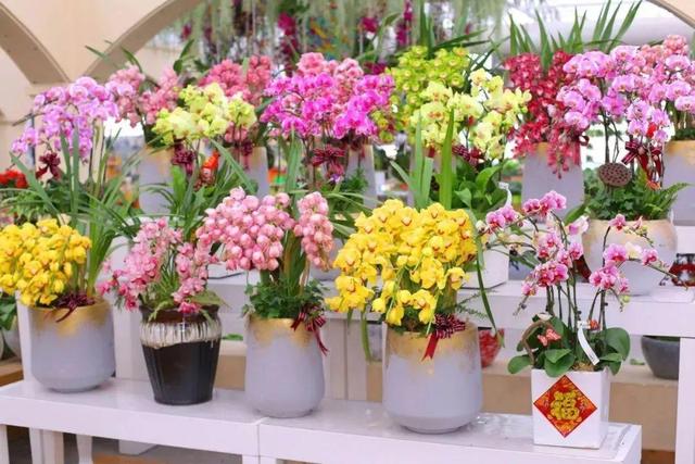 花草三不送，送了变“仇人”，老一辈人的话，真的有道理
