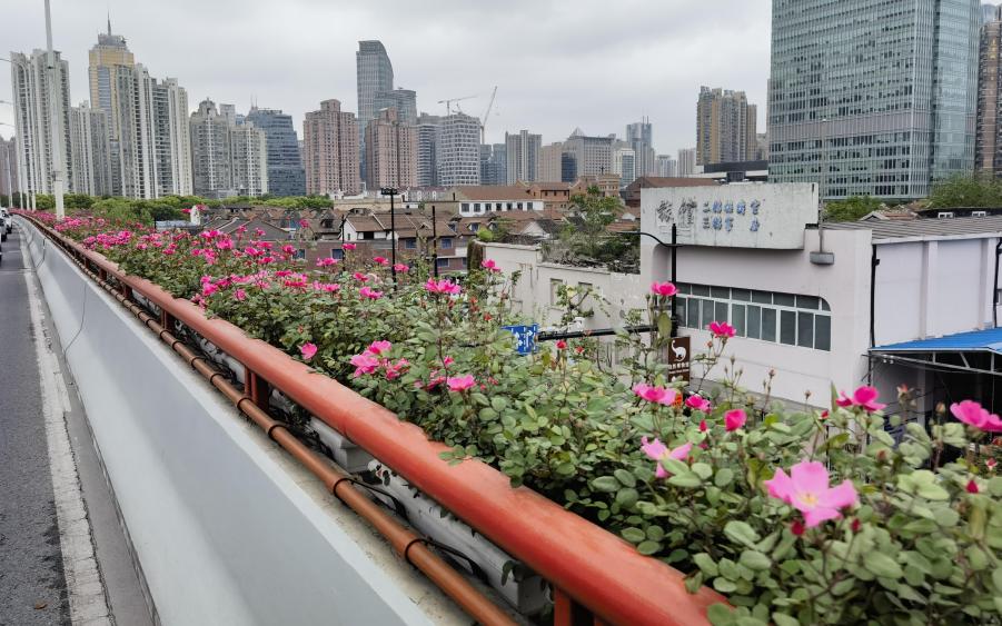 市绿化管理部门开展高架沿口绿化景观保障巡查调研