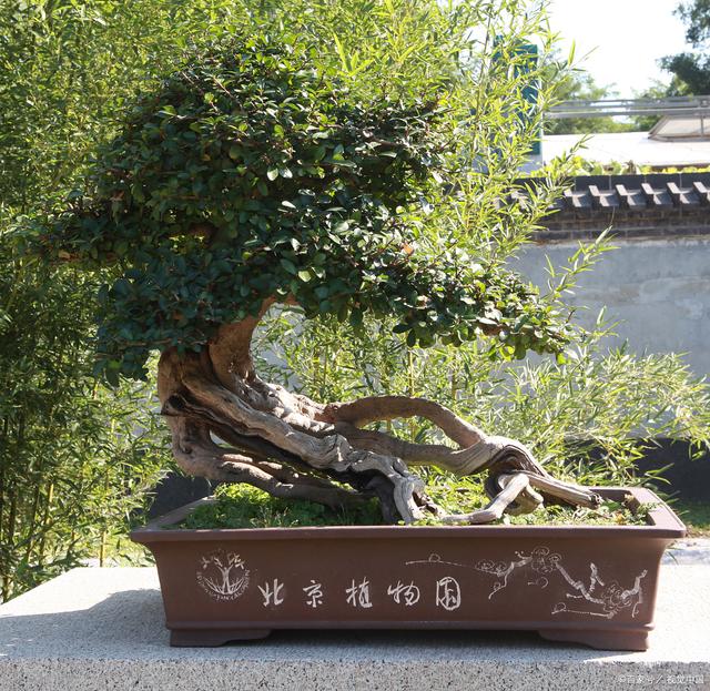 黄荆盆景种植方法：打造自然美景的秘诀