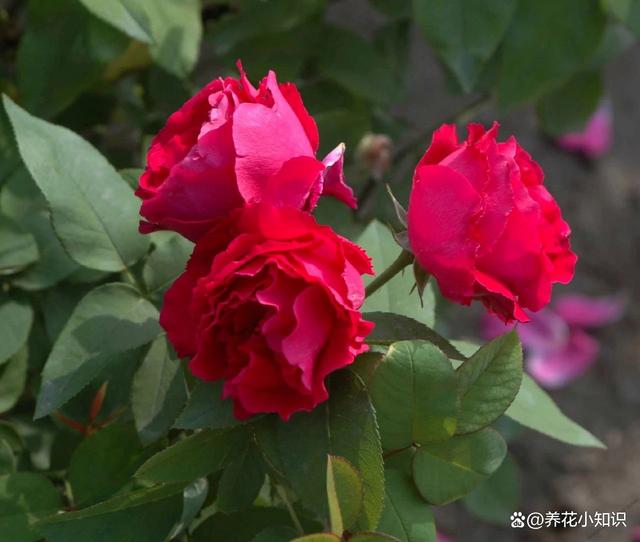 养花习惯大揭秘：黄叶烂根元凶，要着重注意这四个常见养花习惯！