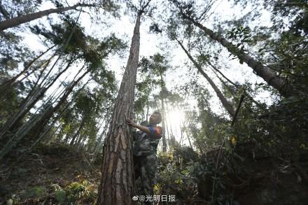 全球新增绿化面积四分之一来自中国