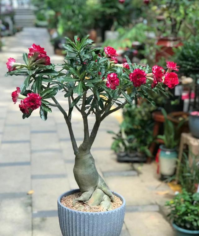 6种花“娇滴滴”，秋天赶紧搬屋里，天一冷就冻死！