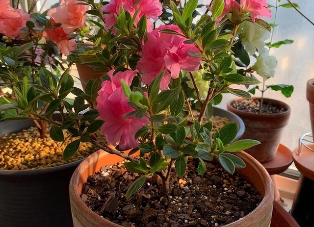 新手养杜鹃花，就选安酷杜鹃“康乃馨”，皮实好养，多季有花赏