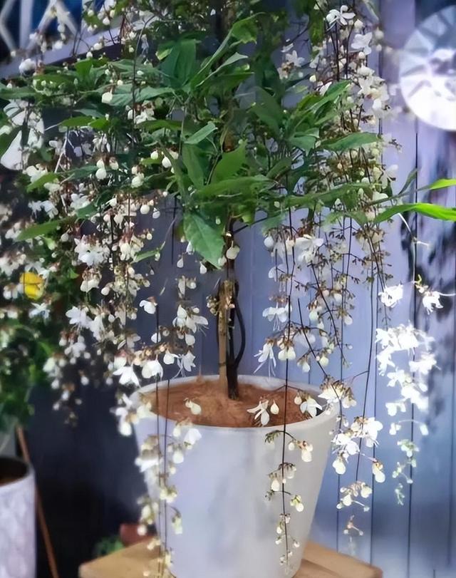 网红盆栽“垂丝茉莉”开花如飞舞，花香四溢怡人