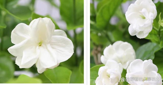 三伏天茉莉花养护，4件事情做起来，伏天花朵蹭蹭开