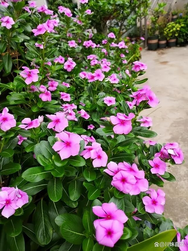 不足一平方的防盗窗，建议养上5种花，颜色鲜艳开成小花园