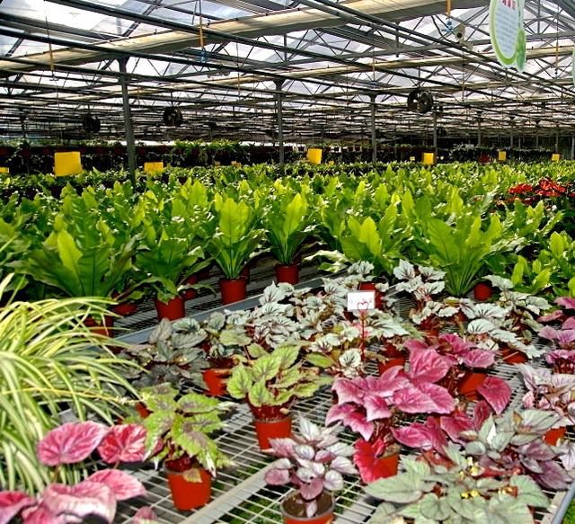 大棚里的花全是花苞，家里养得却开花不多，原来“猫腻”在这里