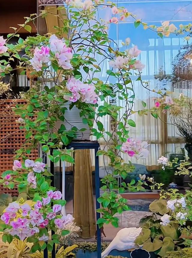 7种漂亮花，越热越“出彩”，6、7月养花首选，适合新手