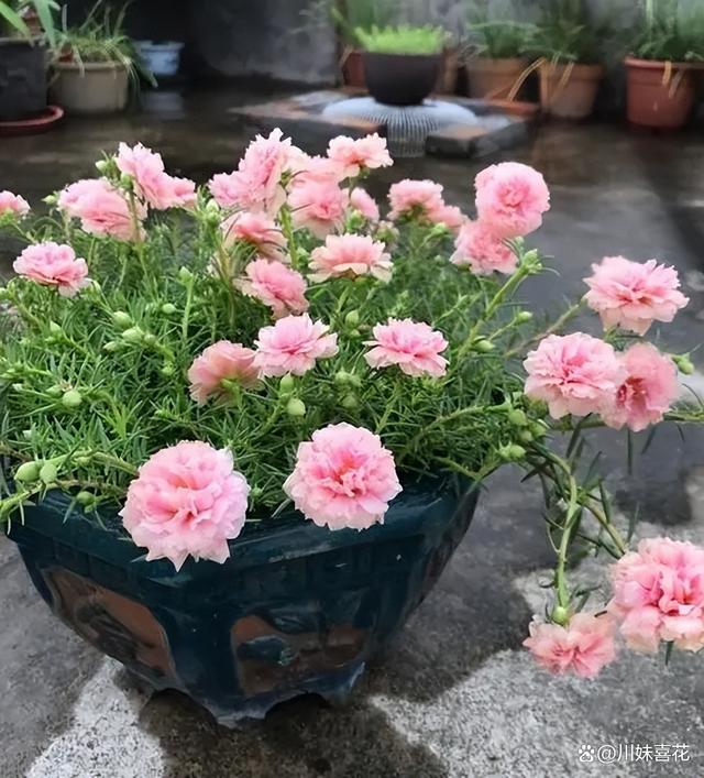 三伏天养花有“5忌”，及时避开安全度夏，叶片油绿开花美极了