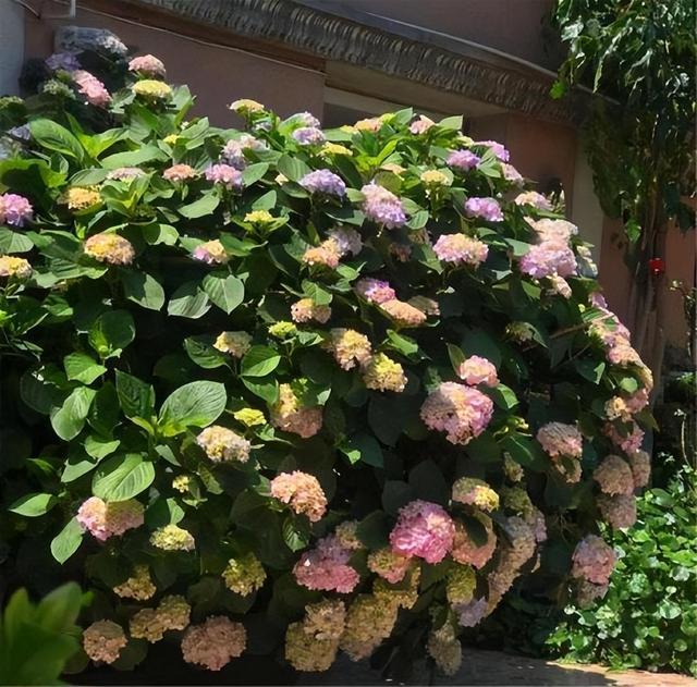 大水缸别浪费，养上大绣球，花开似海，风景秀丽