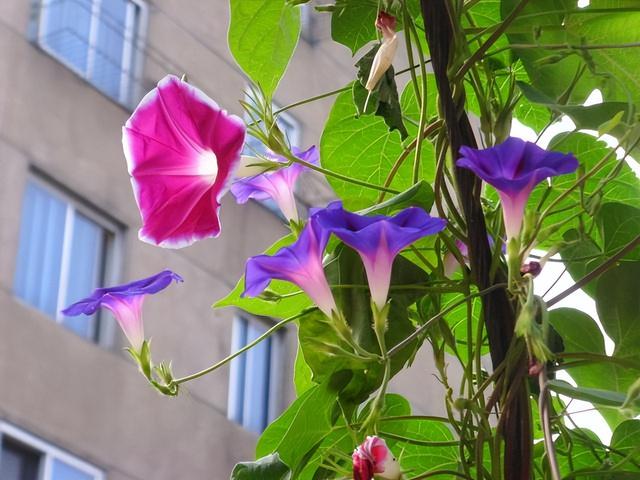 6种“入侵花”，别养院子里，种子太凶猛，一旦泛滥，除之不尽