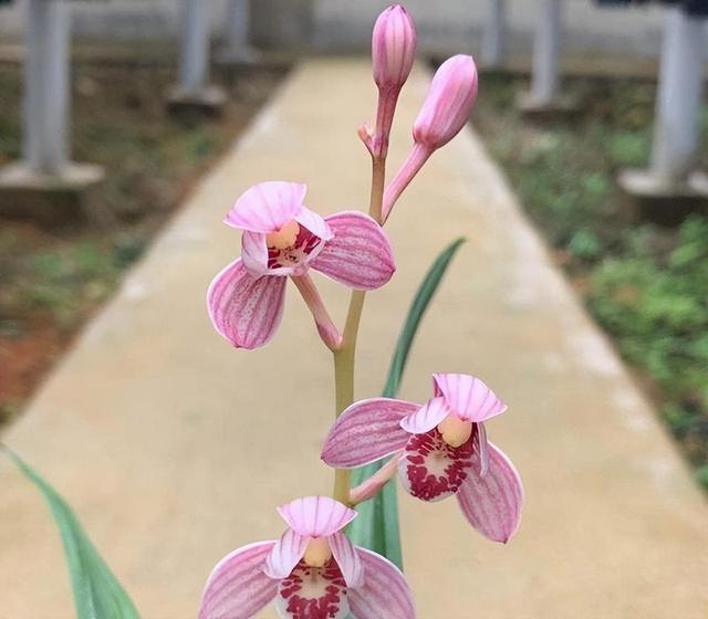 比牡丹还艳的它，花香浓郁，花期长，一起来看看
