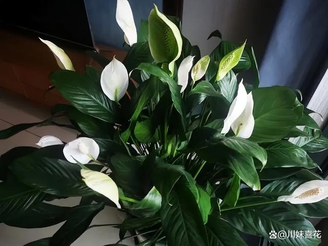 居家养花推荐你养这5种，寓意美好带来好兆头，皮实好养适合新手