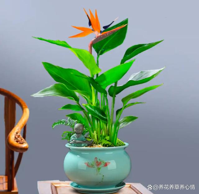 5种花，高颜值又好养，摆在家里寓意“招财纳福”，对身体也好