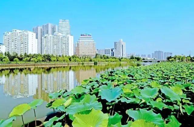 港城，绿化造林20850亩！