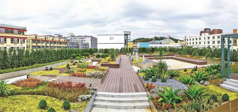 观湖街道城市屋顶绿化 空中花园引人赞