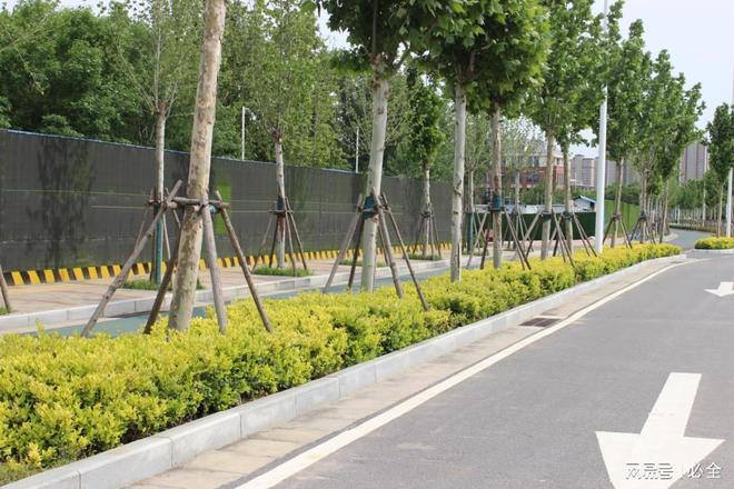 想打造美丽城市？学习这些城市绿化道路植物选择原则！