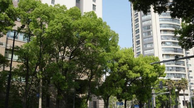 一起来探班！武宁南路沿线绿化恢复工程亮点→