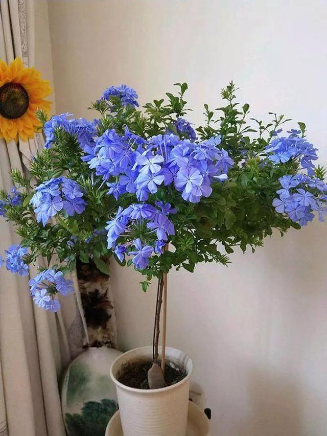 夏日必备：晒不死的花卉推荐，阳光越强越好