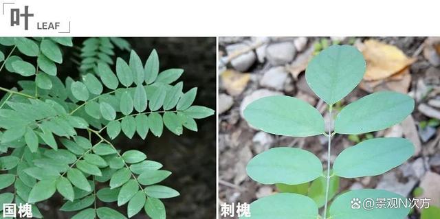 景观绿化中易混淆的植物品种。还在傻傻分不清吗