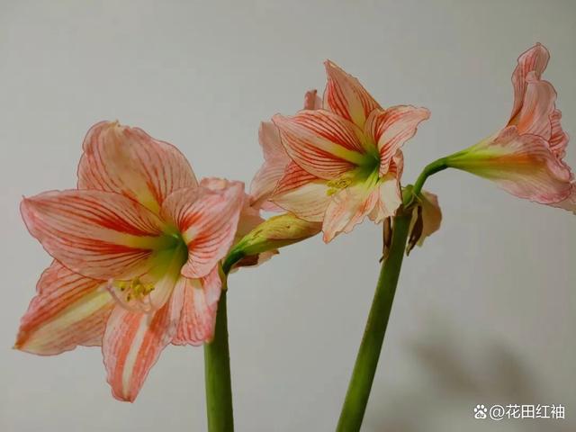 养朱顶红有3个“坑”，注意避开了，种球肥大侧芽多，开花多