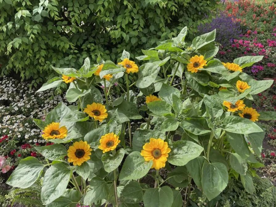 百花园主题花展至6月18日