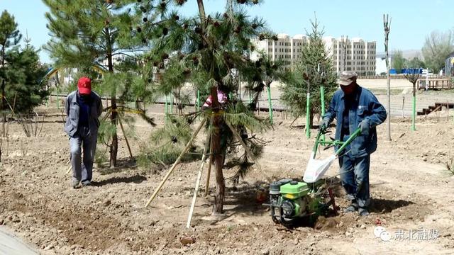 酒泉肃北：提升绿化品质 扮靓城市容颜