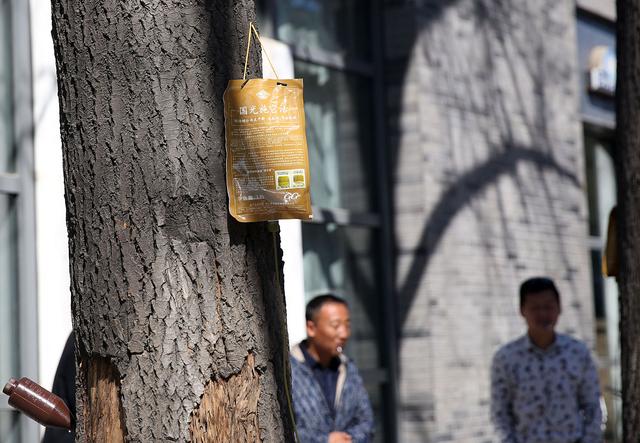为什么秋冬季使用大树营养液的苗木，第二年春季更容易死亡？