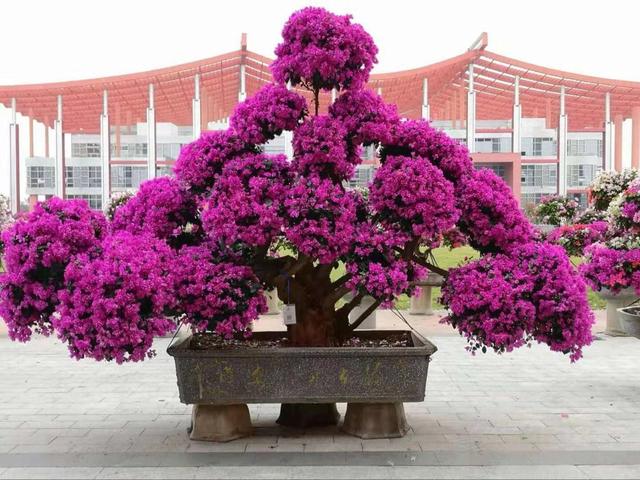 开花勤奋的代表——巴西三角梅，该如何养护呢，一起来看看