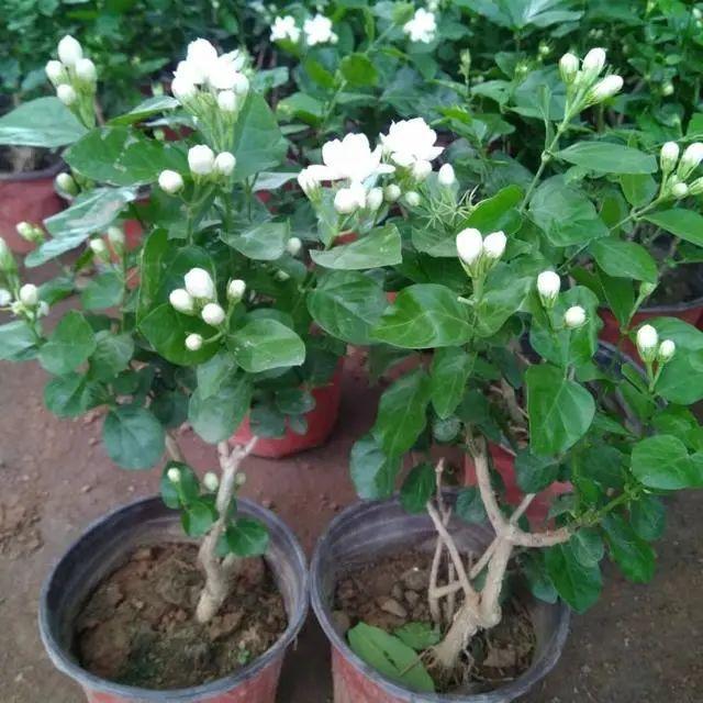 5种花佛系养不好，多修剪才能“再生”，剪得越狠开得越好